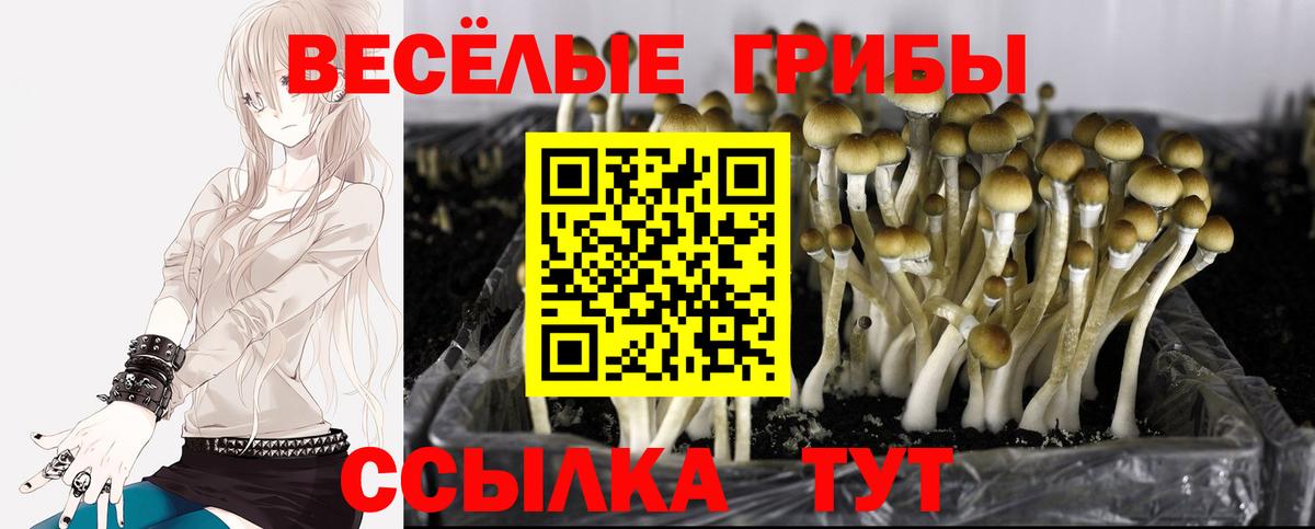 где найти   Псилоцибиновые грибы MAGIC MUSHROOMS  Вход с VPN  Апатиты 